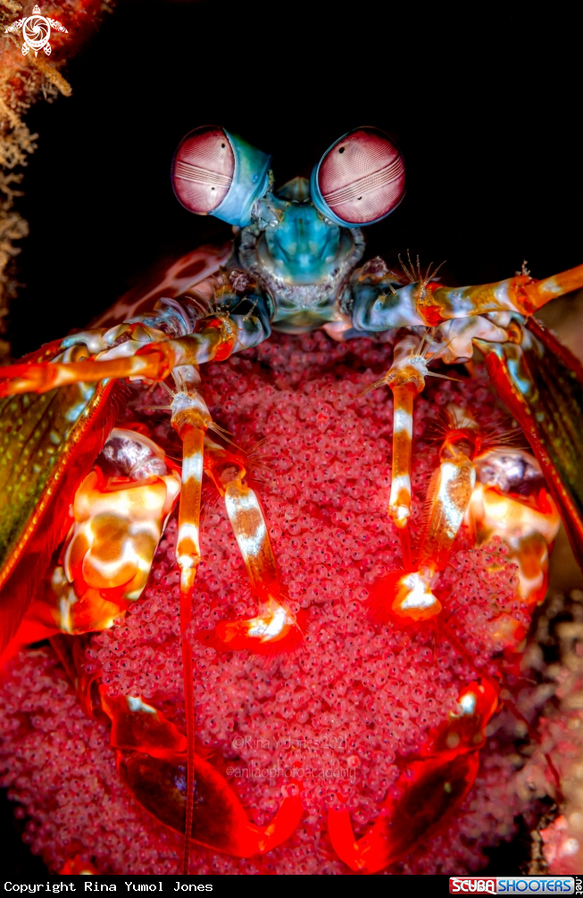 A Peacock Mantis shrimp