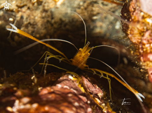 A Stenopus spinosus | Golden Coral Shrimp