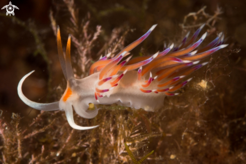 A Cratena peregrina nudibranch | Cratena peregrina nudibranch