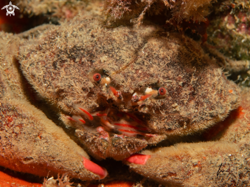 A Dromia personata | Sponge crab