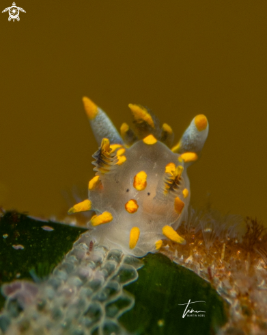 A Polycera quadrilineata | Polycera quadrilineata