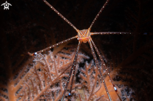 A Spider Squat Lobsters