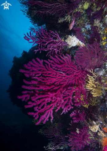 A Paramuricea clavata | Violescent Sea Whip