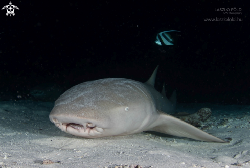 A Nurse Shark 