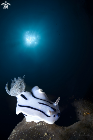 A Chromodoris willani