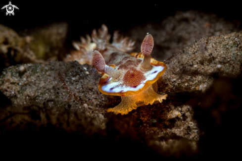 A Spanish dancer