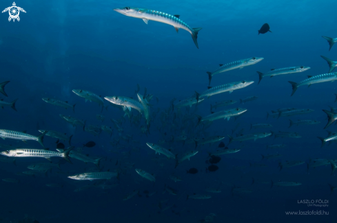 A School of Barracudas 