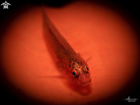 A Bryaninops yongei (Davis & Cohen, 1969) | Whip Coral Goby