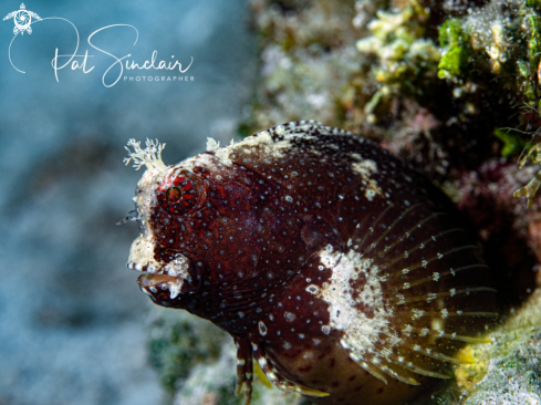 A Salarias ramosus | Starry Blenny