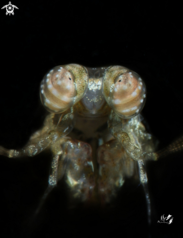 A Mantis Shrimp 