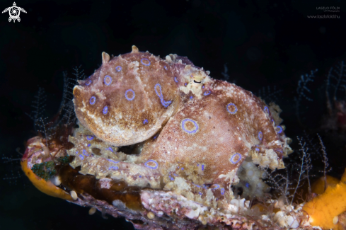 A Blue-ringed octopus 