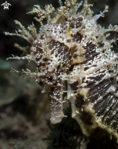 A Long snout Seahorse