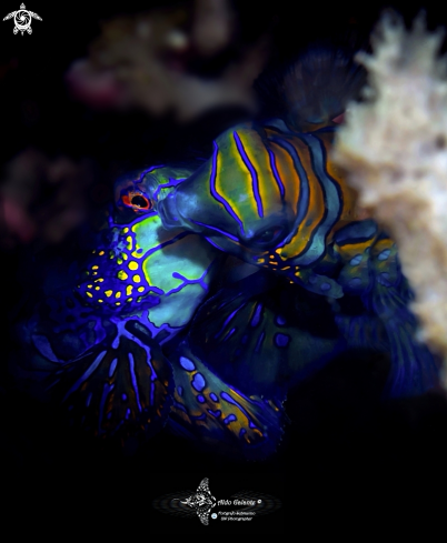 A Synchiropus splendidus (Herre, 1927)   | Mandarin Fish 