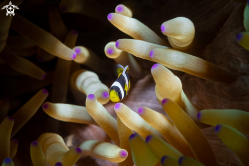 A Anemonefish