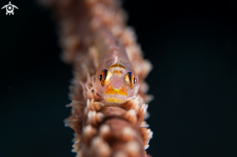 A Whip coral goby