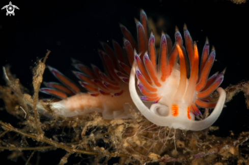 A Cratena peregrina nudibranch