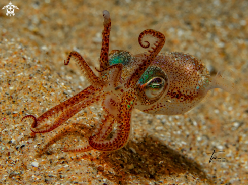 A Dwarf Bobtail Squid