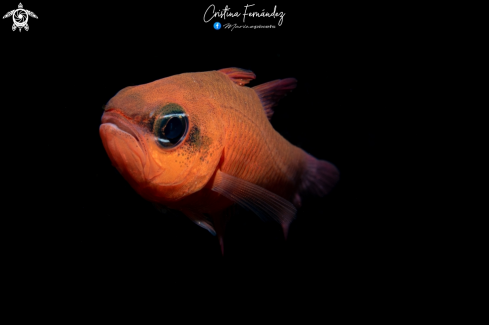 A Cardinalfish