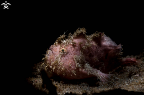 A Frogfish