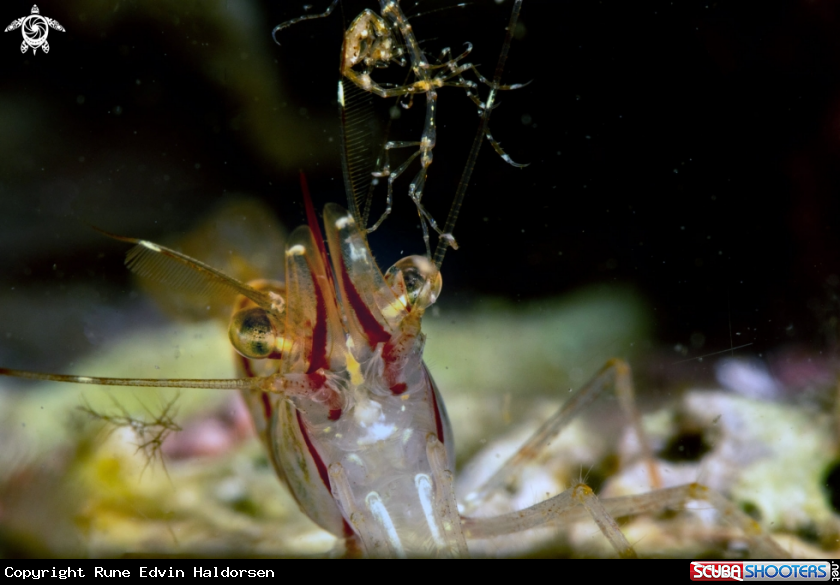A A rockpool shrimp is catching a skeleton shrimp. 