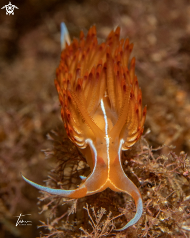 A Nemesignis banyulensis | Nemesignis banyulensis