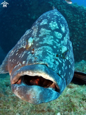 A Epinephelus marginatus | Cernia bruna