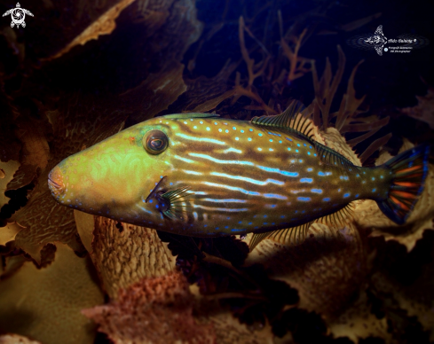 A Bluelined Leatherjacket