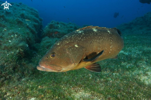 A Epinephelus marginatus | Cernia bruna