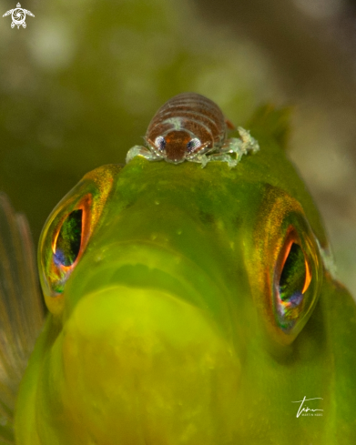 A Parasite on Green Wrasse