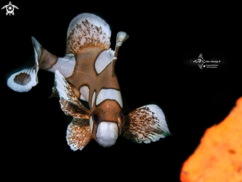 A Harlequin Sweetlips Juvenil