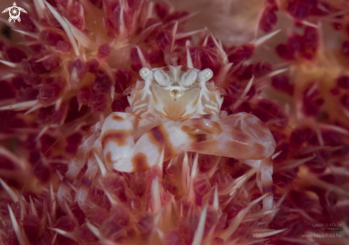 A Soft coral crab