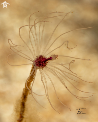 A Tubularia sp. | Hydroid