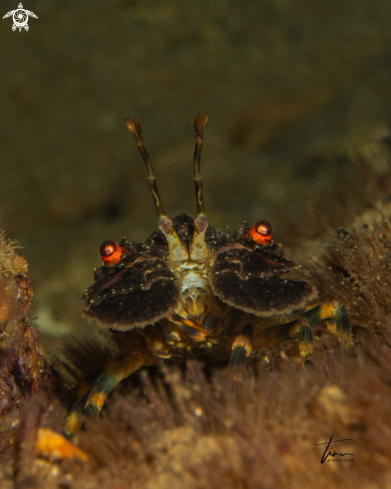 A Locust Lobster