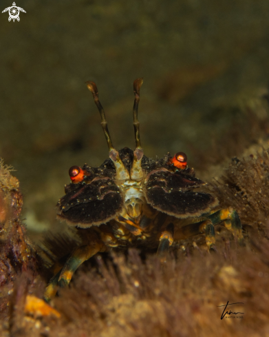 A Scyllarus arctus | Locust Lobster