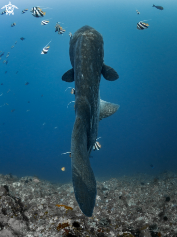 A Bump-Head Sunfish