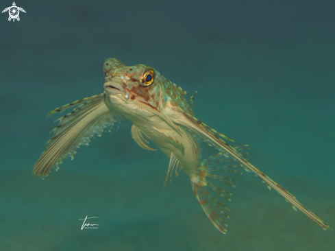 A Flying Gurnard