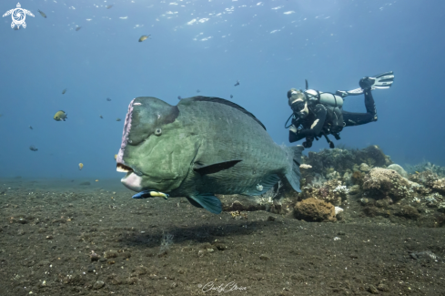 A Bolbometopon muricatum | Green Humphead Parrotfish