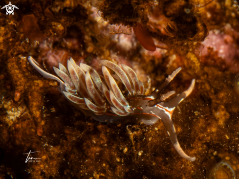 A Facelina rubrovittata