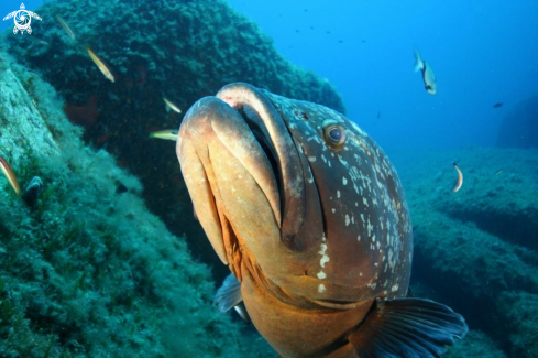 A Epinephelus marginatus | Cernia bruna