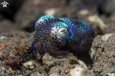 A Euprymna berryi, | Berry's Bobtail Squid