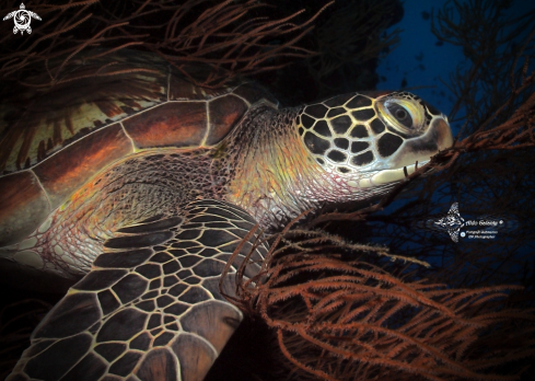 A Green Turtle