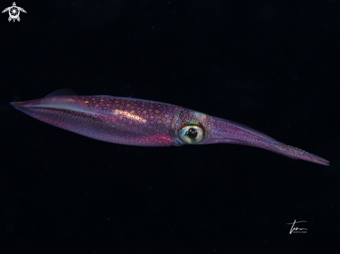 A European Squid