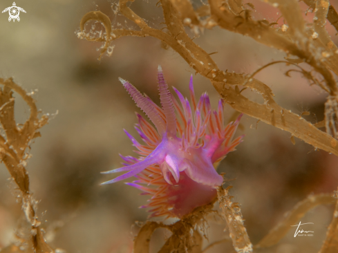 A Flabellina affinis | Flabellina affinis