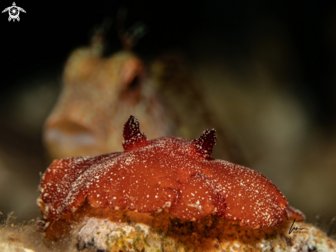 A Leathery Doris / Ringneck Blenny