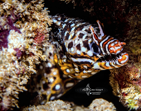 A Leopard Moray Eel