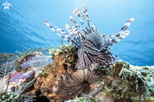 A Red Lionfish