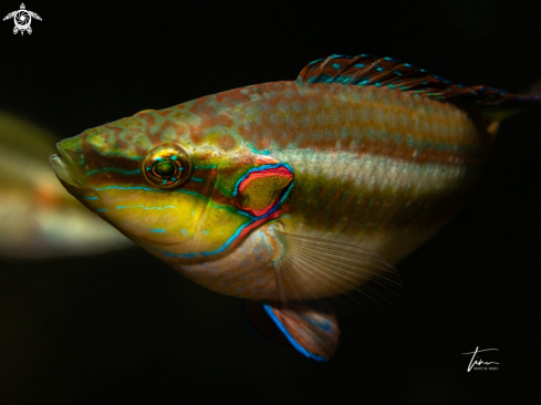 A Symphodus ocellatus | Ocellated Wrasse