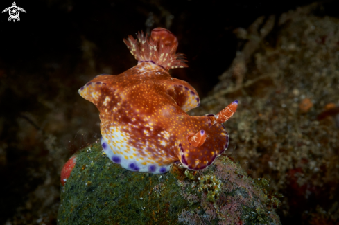 A NUDIBRANCH