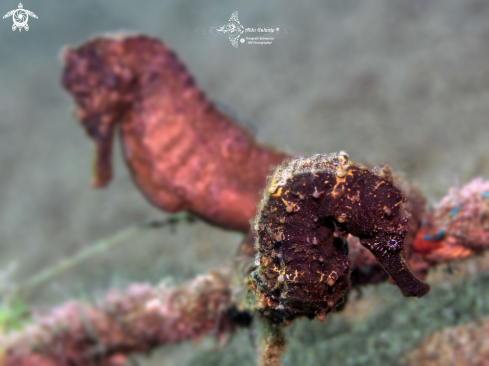 A Seahorses