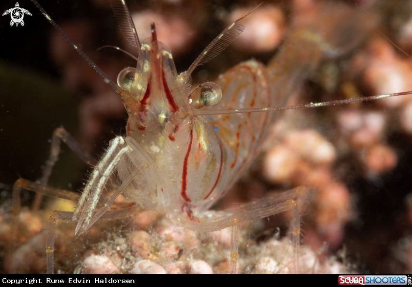 A Rockpool shrimp hunting skeleton shrimp